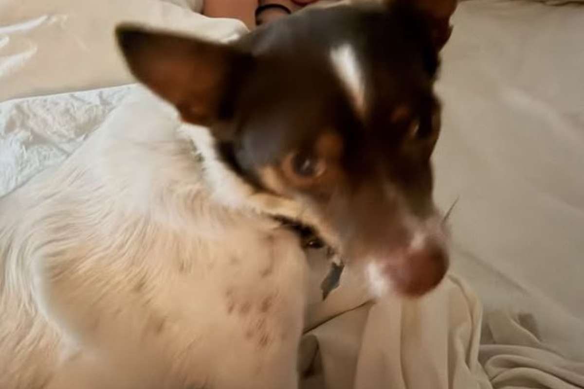 cagnolino della Canalis 