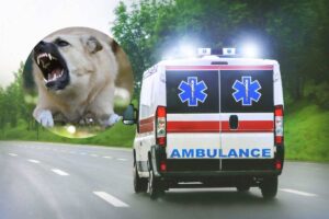 cane e ambulanza