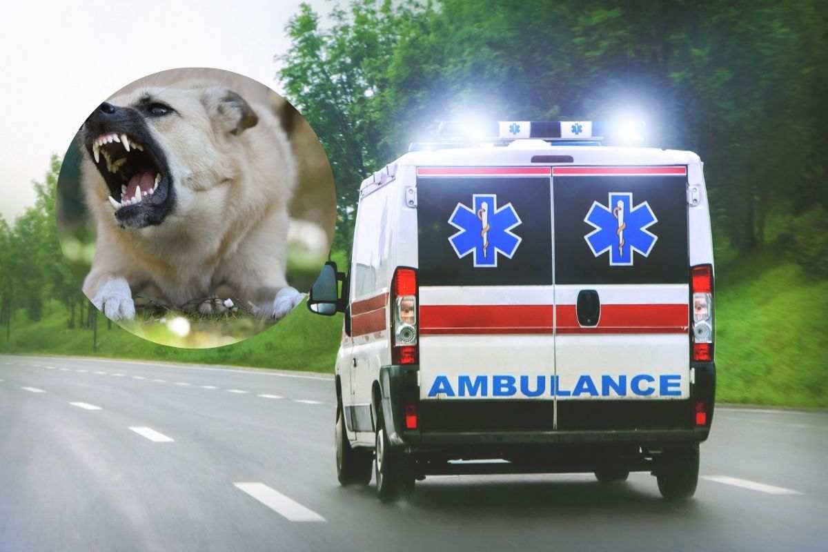 cane e ambulanza