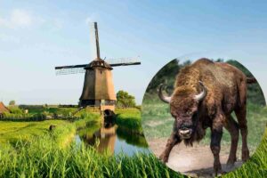 Una fattoria e un toro imbufalito nel cerchio