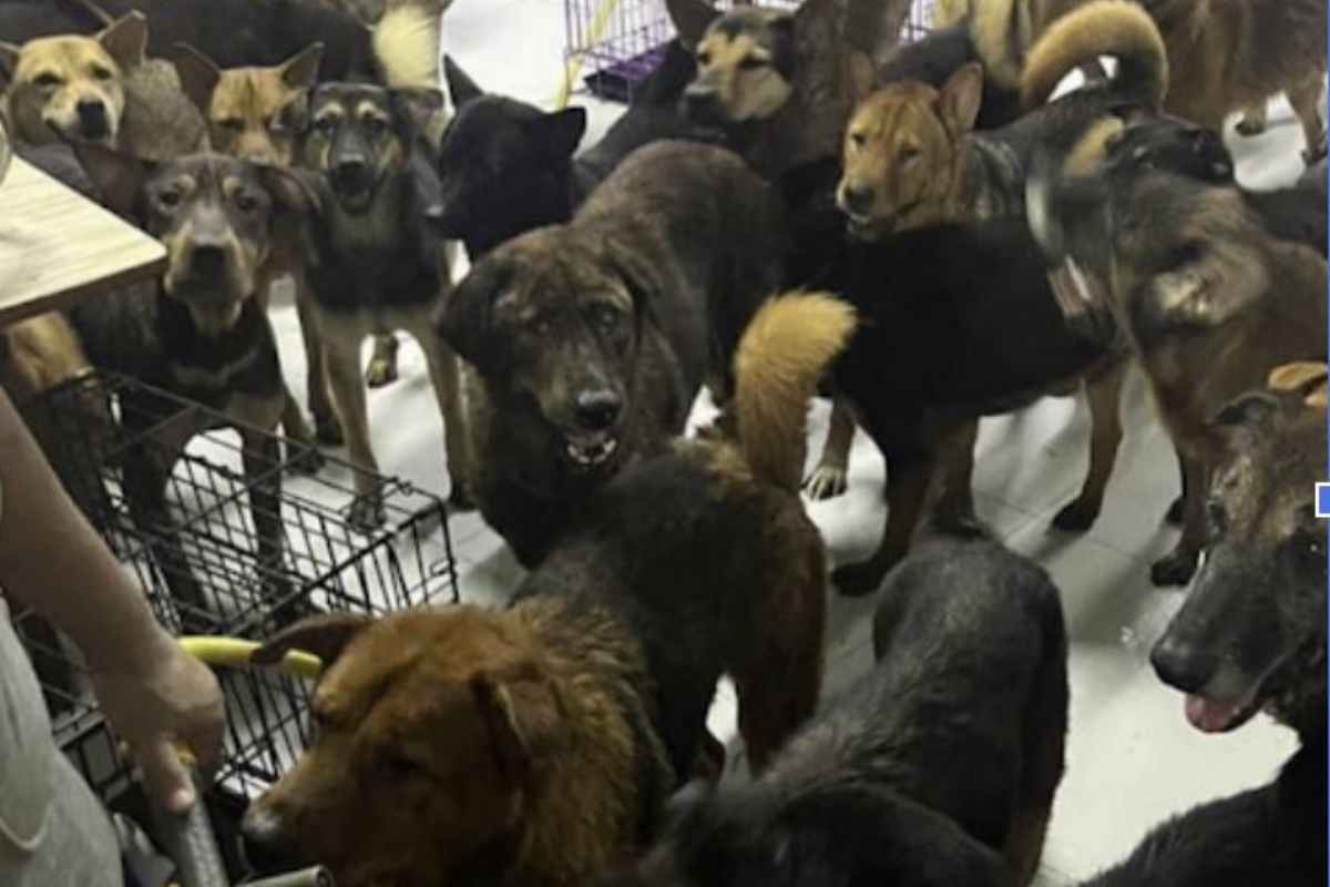 alcuni cani abbandonati e salvati dall'associazione