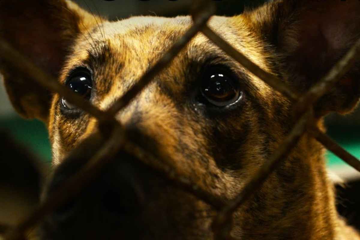 un cane in gabbia