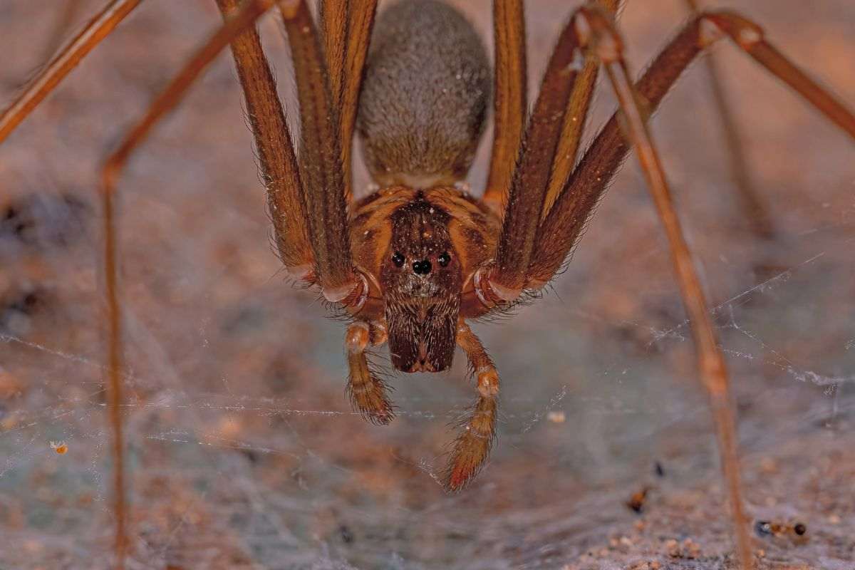 Loxosceles rufescens da vicino