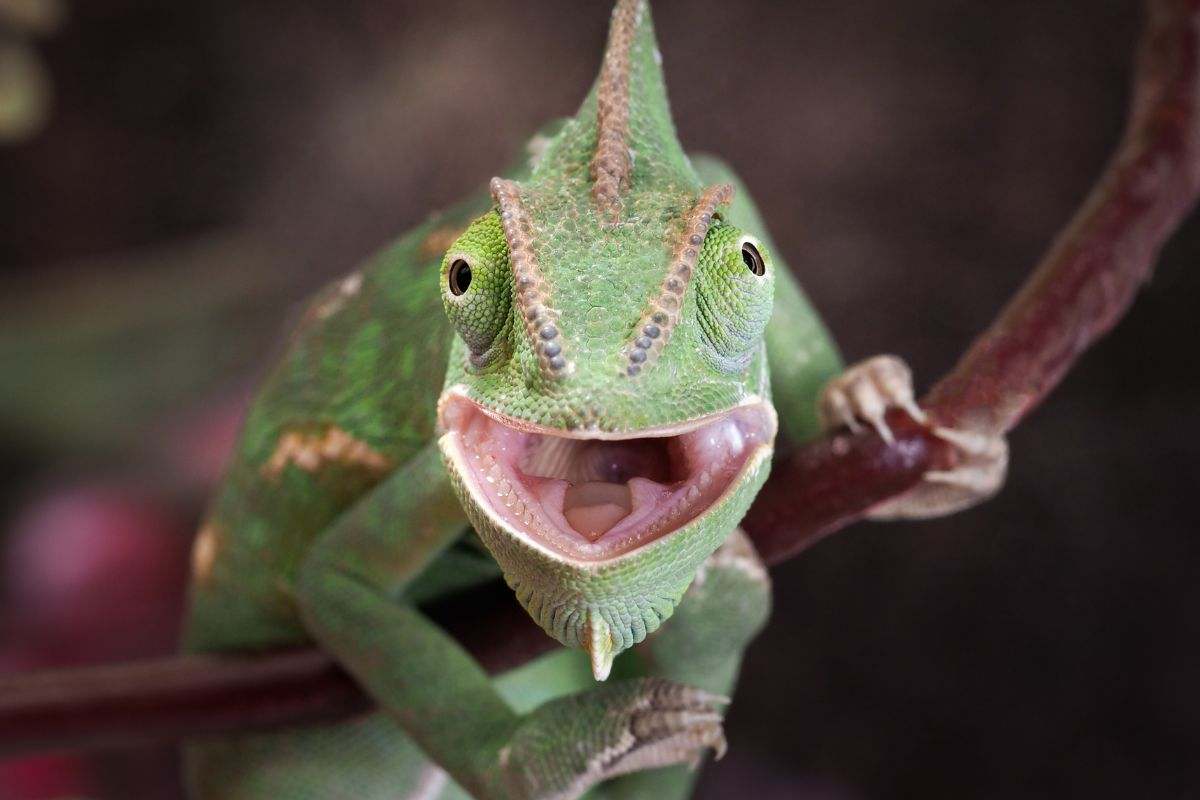 Un camaleonte