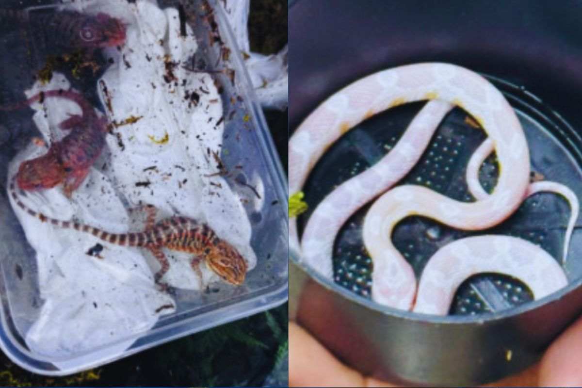Un piccolo serpentello e lucertole esotiche