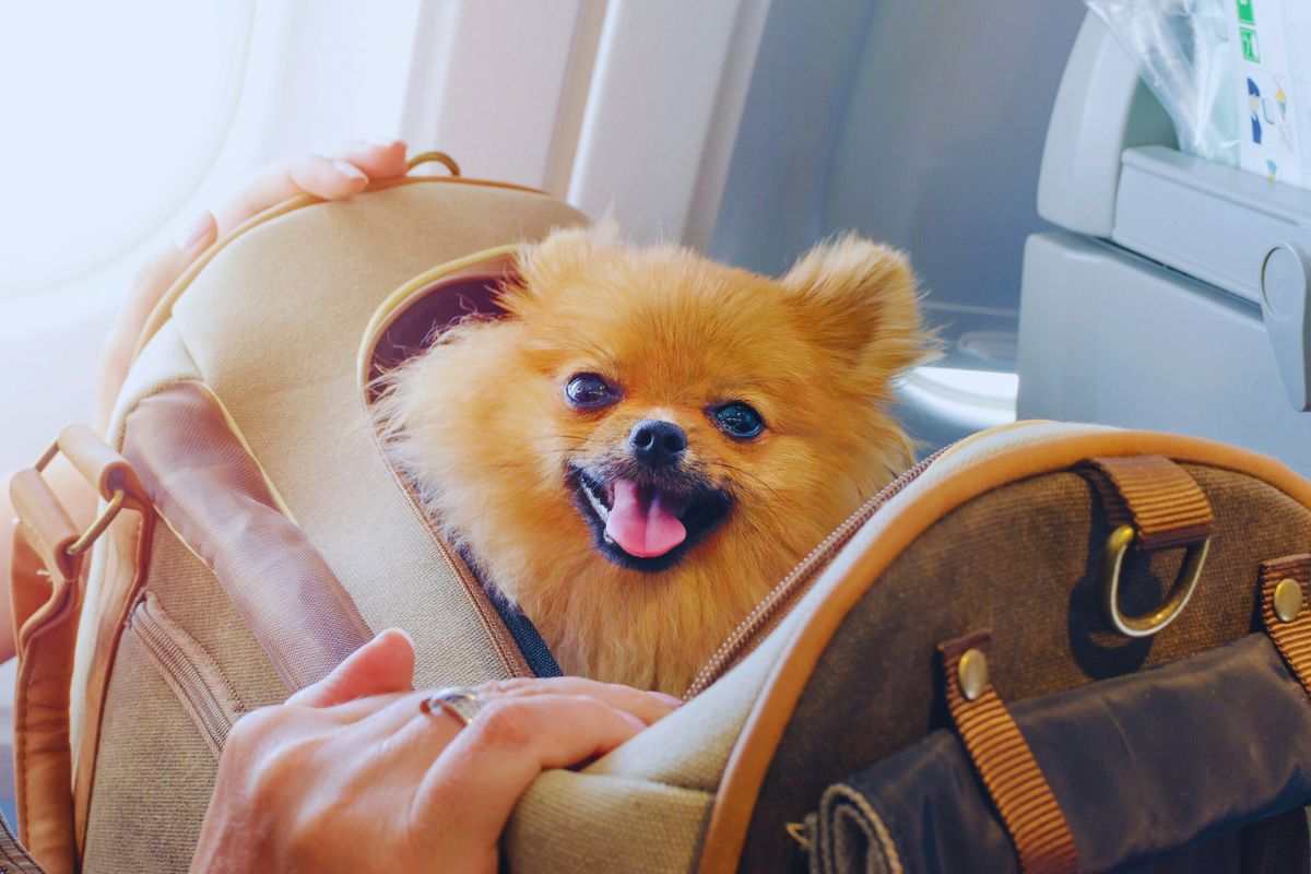 cane nella valigia in volo