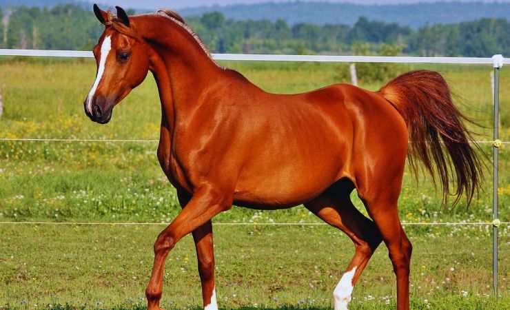 cavallo