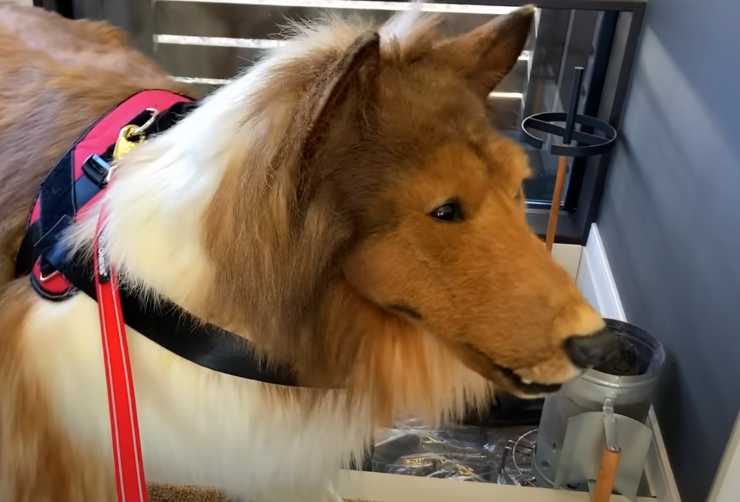 uomo travestito da cane