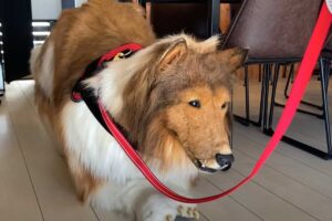 cane al guinzaglio