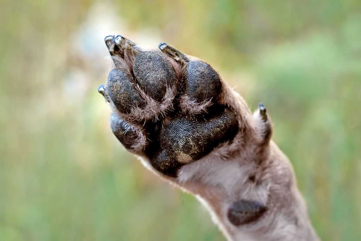 zampa di un cane