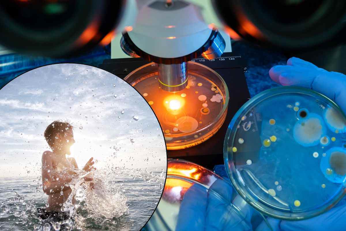 Batteri analizzati al microscopio