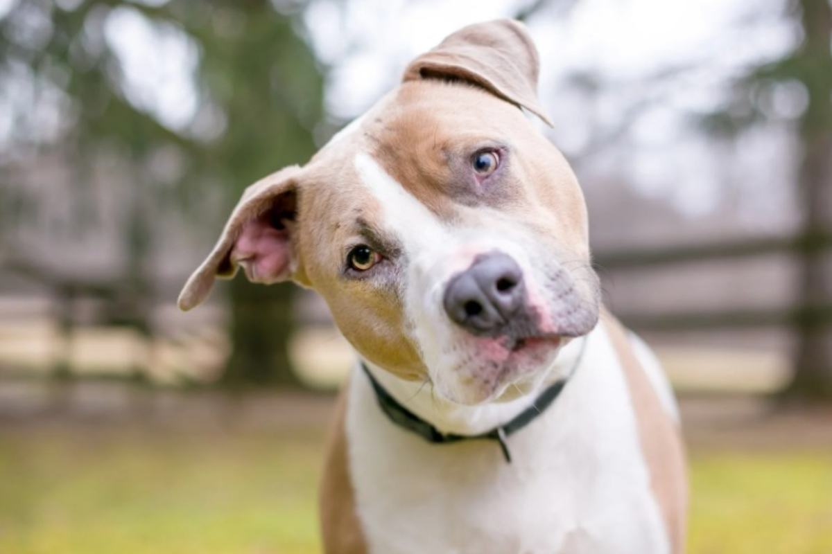 Cane con testa inclinata