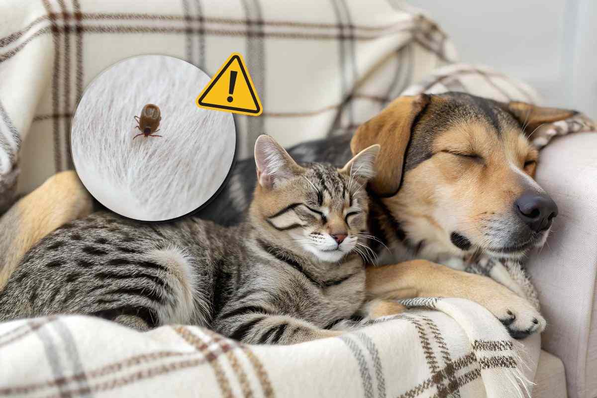 Cane e gatto riposano insieme sul divano