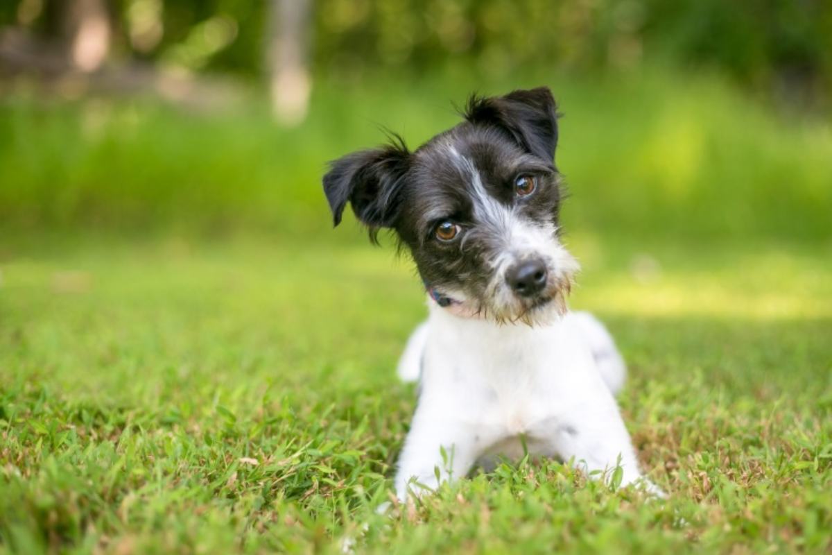 Cane nel prato