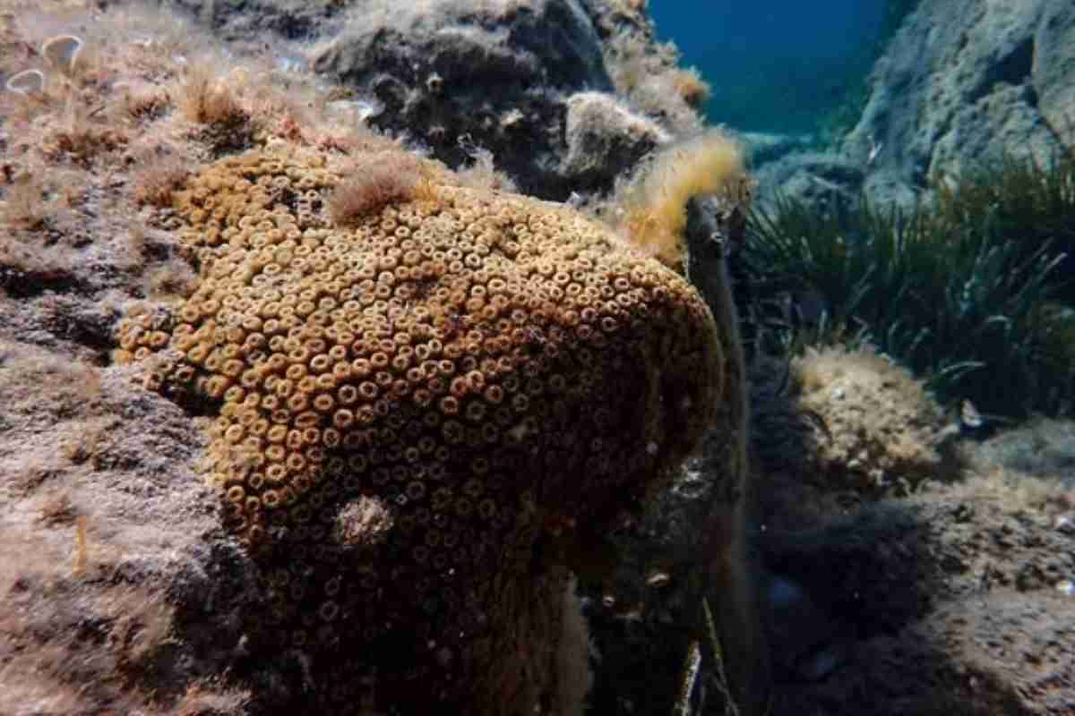 Cladocora Caespitosa