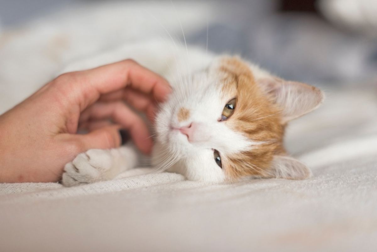 Coccole al gatto