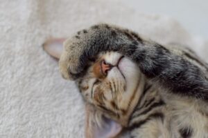 Gatto