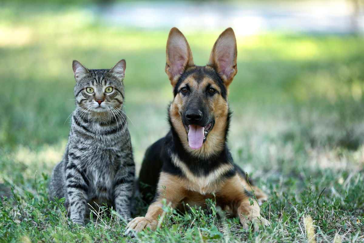 Gatto e cane in giardino