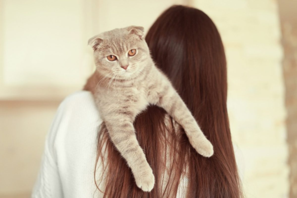 I gatti sanno chi siamo? La rivelazione dopo anni di studi sui felini