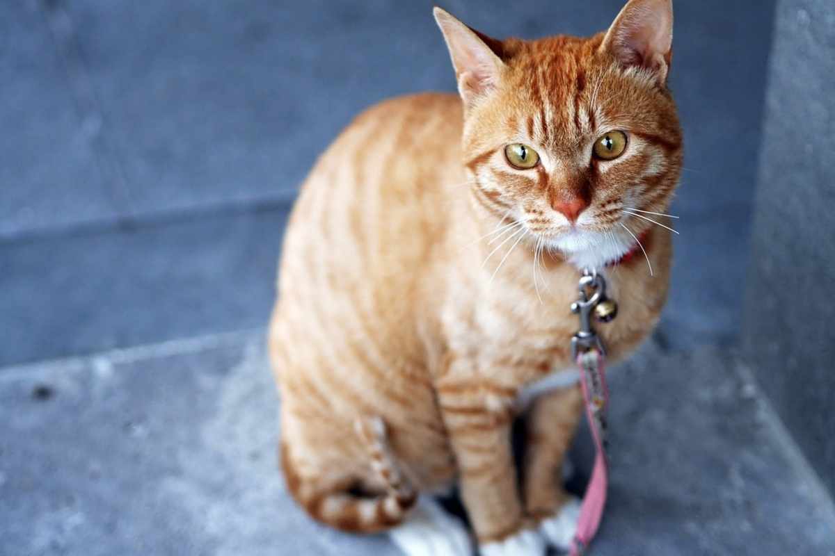 Un gatto arancione