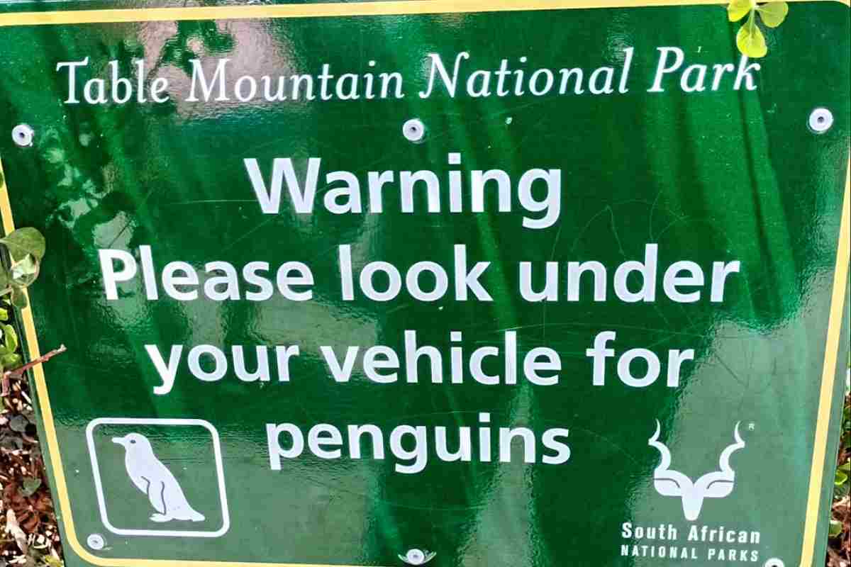 cartello in sudafrica invita a stare attenti ai pinguini