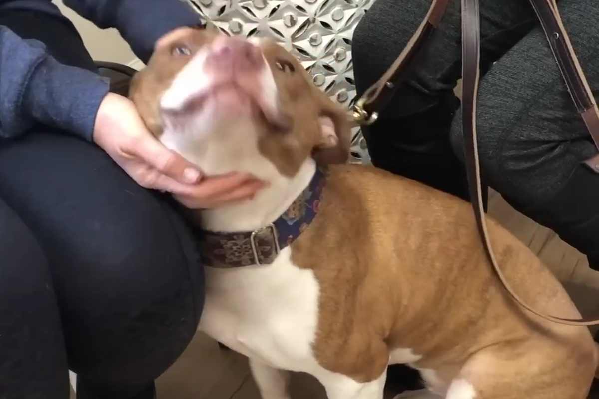 Maddie, destinata a diventare un cane da combattimento: la sua tenera storia