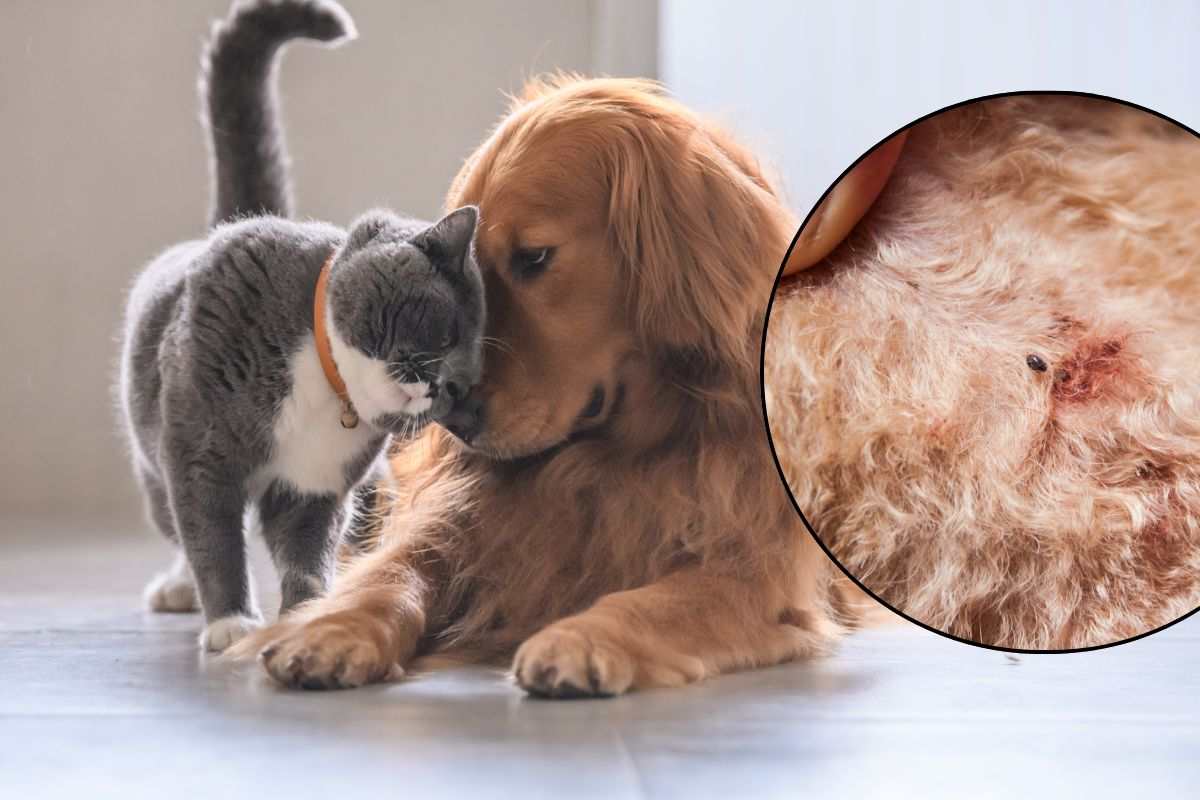 Micio si struscia sul muso del cane