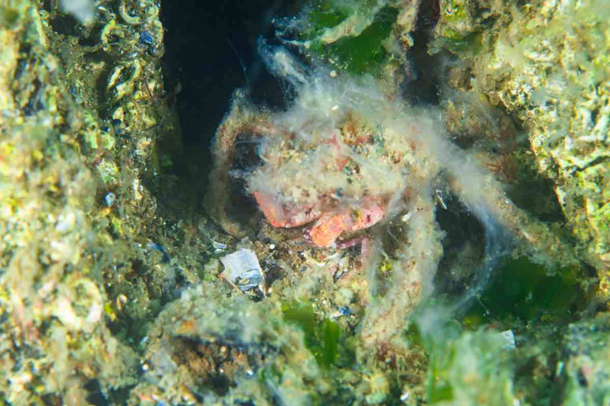 Mucillagine in mare
