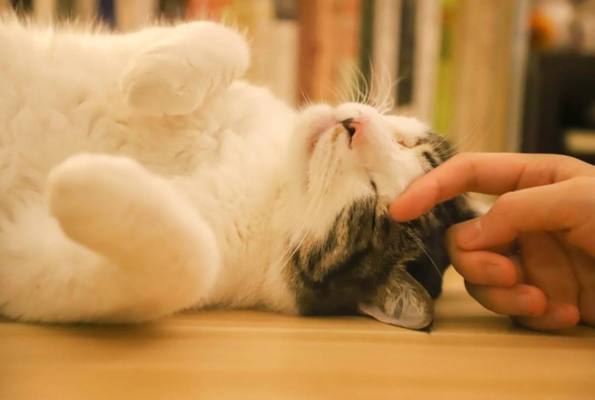 Persona accarezza un gatto
