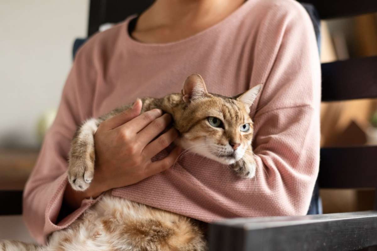 Persona che tiene in braccio un gatto