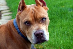 Un Pitbull in un prato