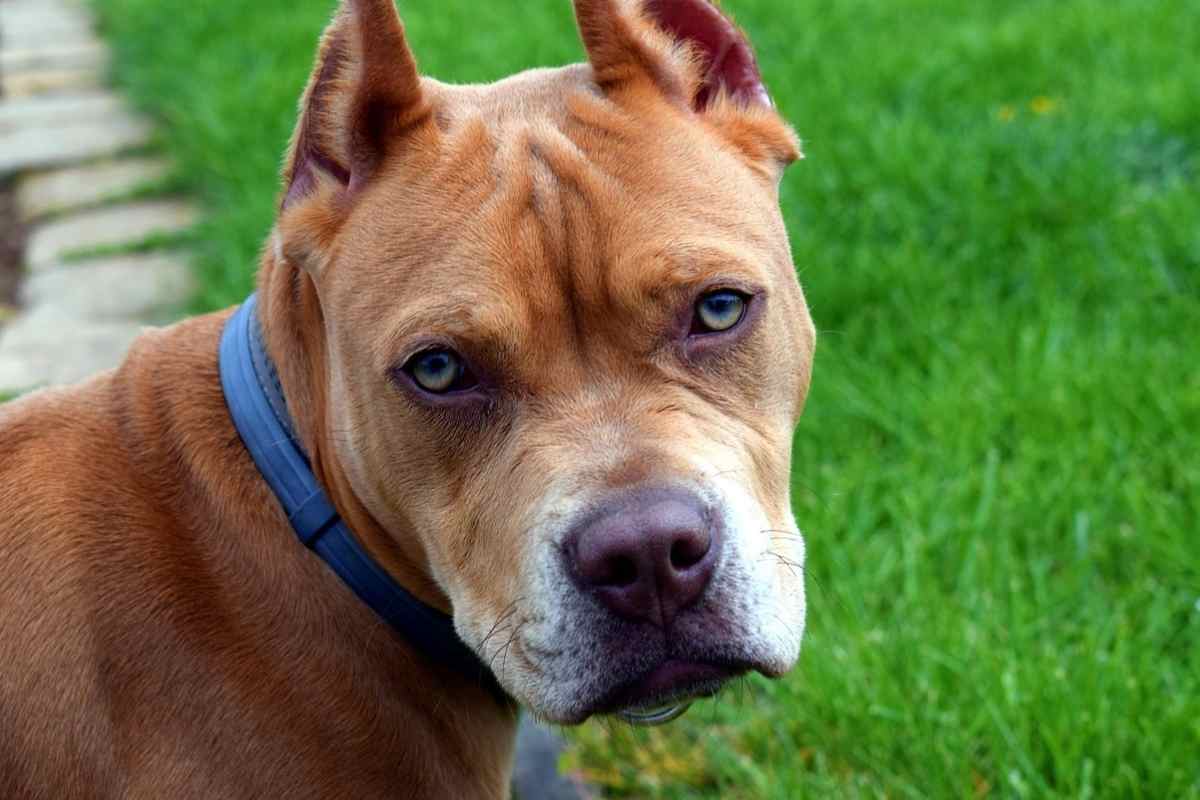 La pitbull Gaya e l’insolito suo miglior amico: sono diventati inseparabili