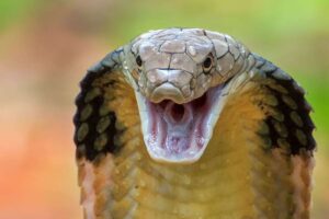 Serpente cobra