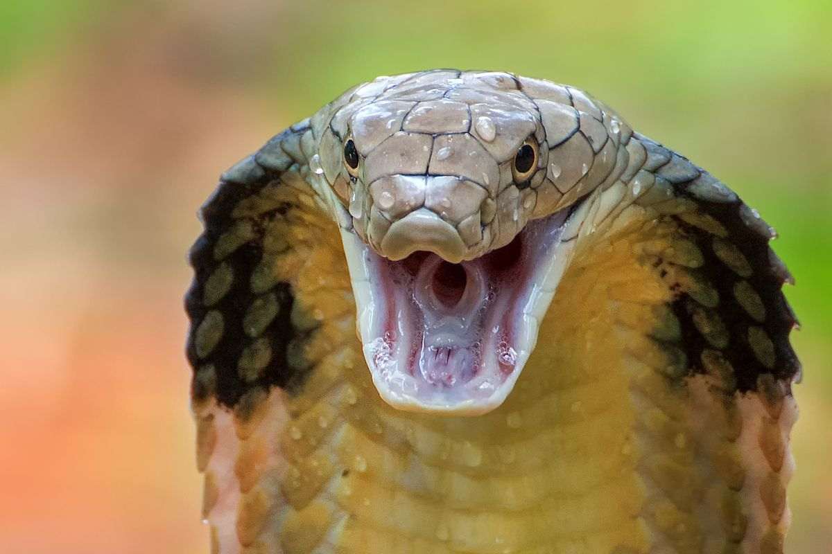 Serpente cobra specie Naja
