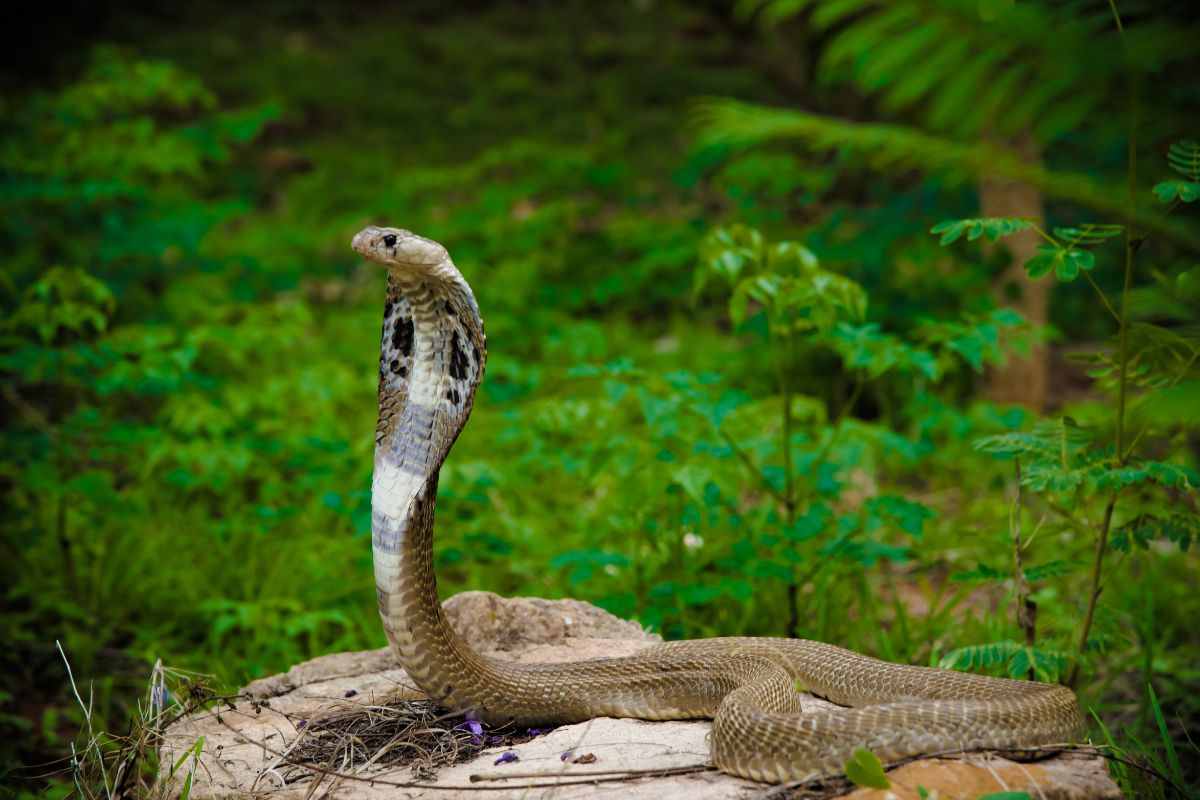 Un cobra nel suo habitat naturale