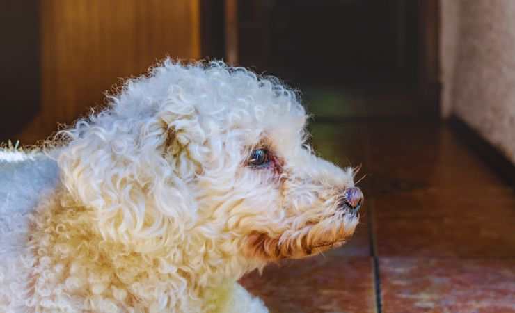 cane