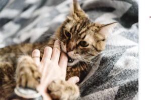 gatto morde la mano