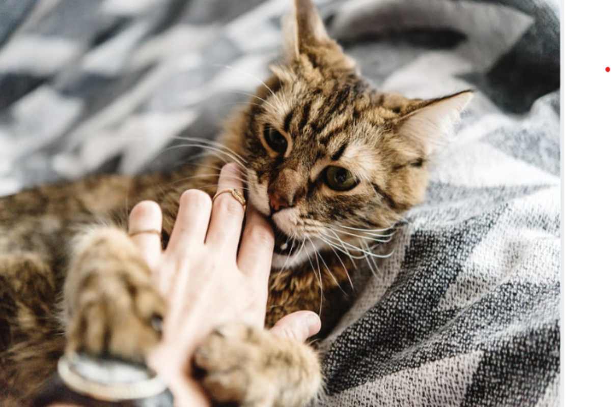 Perché il gatto ti morde sempre le mani: fai attenzione a questo gesto