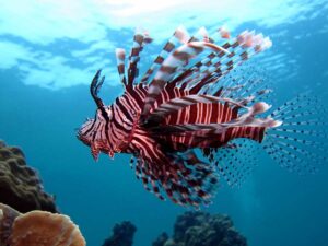 pesce scorpione