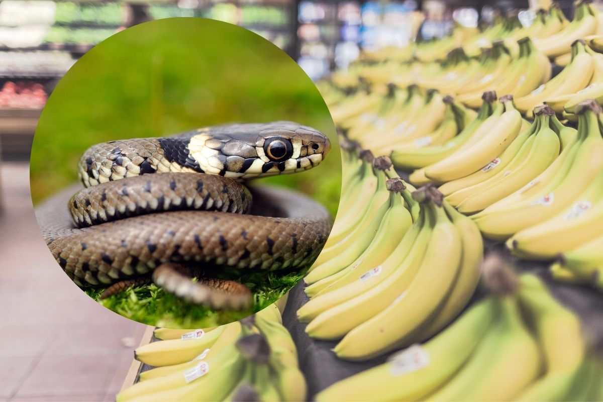 banane e serpente